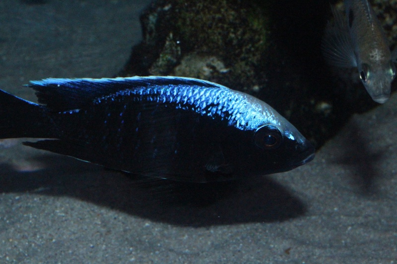 Copadichromis trewavasae 'Chizumulu Island'